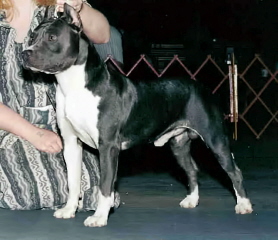 akc pedigree online