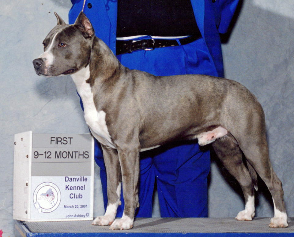 akc pedigree online