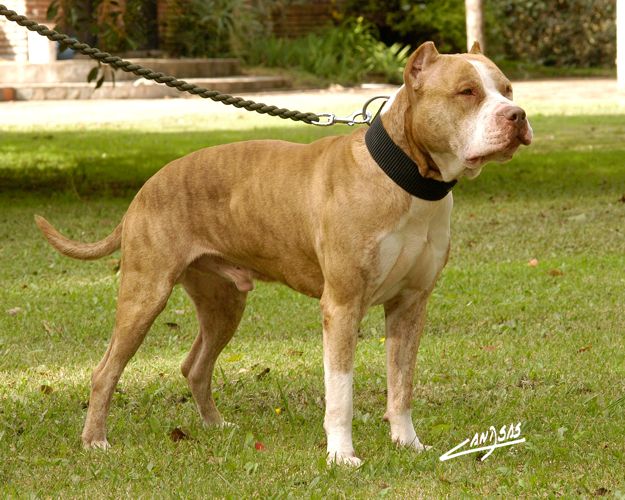 Blackjack jr apbt