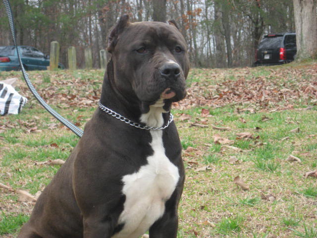 big kennels pin big boi kennels photos on big kennels pin big boi kennels photos on