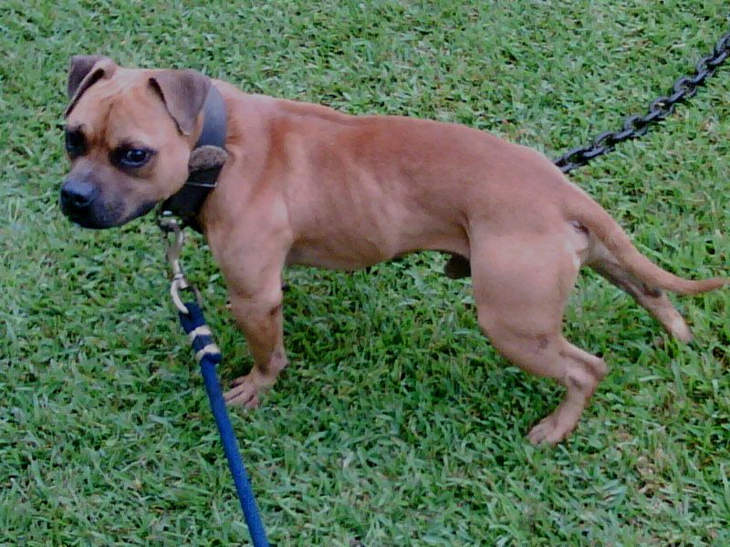 ONLINE PEDIGREES [289723] MR. COWBOY