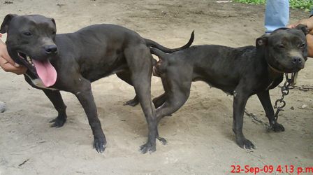 Pics Photos - Image Breeding Images Breeding Illustration Breeding ... Pics Photos - Image Breeding Images Breeding Illustration Breeding ...
