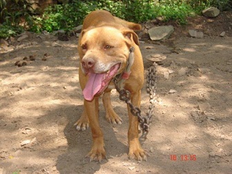 yellow john pitbull kennels