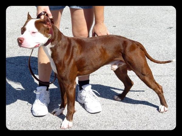 APBT plan de cria enfocado al deporte