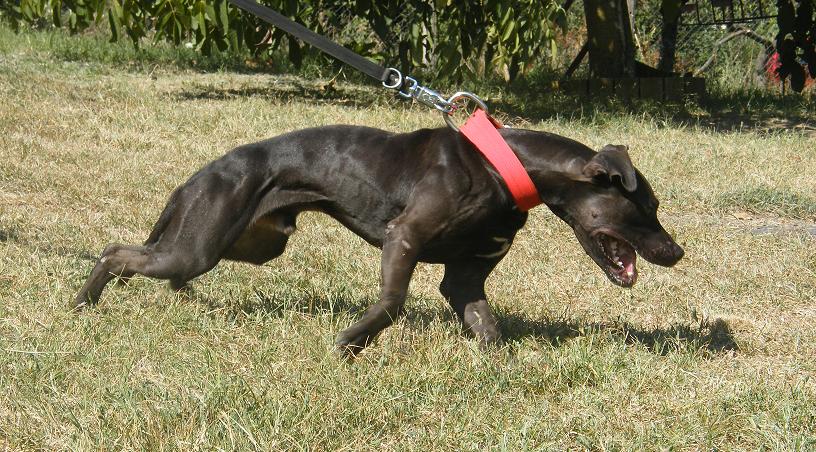 american pitbull terrier tom garner kennels srs american pitbull terrier archive fitmisc fitness memes american pitbull terrier tom garner kennels srs american pitbull terrier archive fitmisc fitness memes
