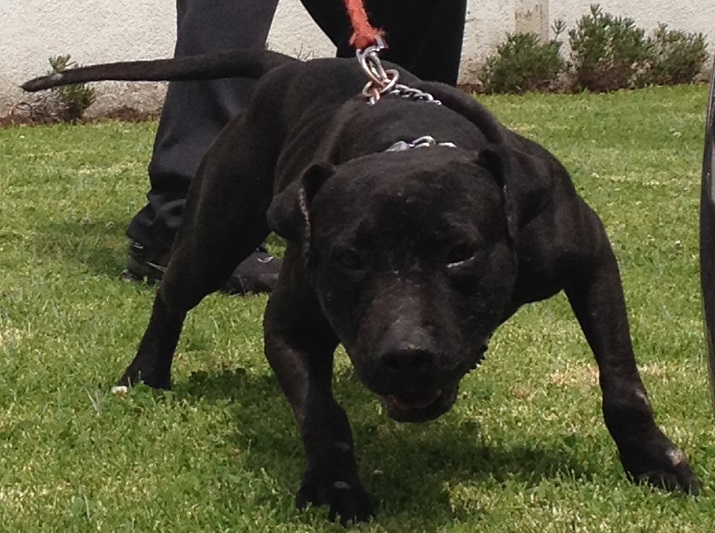 ONLINE PEDIGREES 302865 C.R.O.A.T.A 5XW BIS