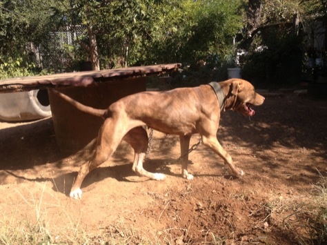 Hammonds apbt shop