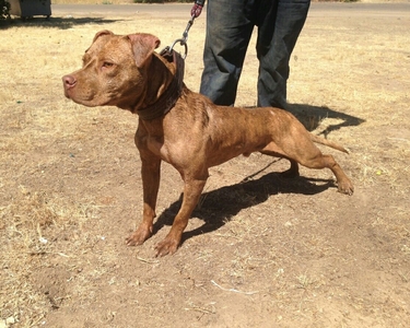 small komodo dragon pet