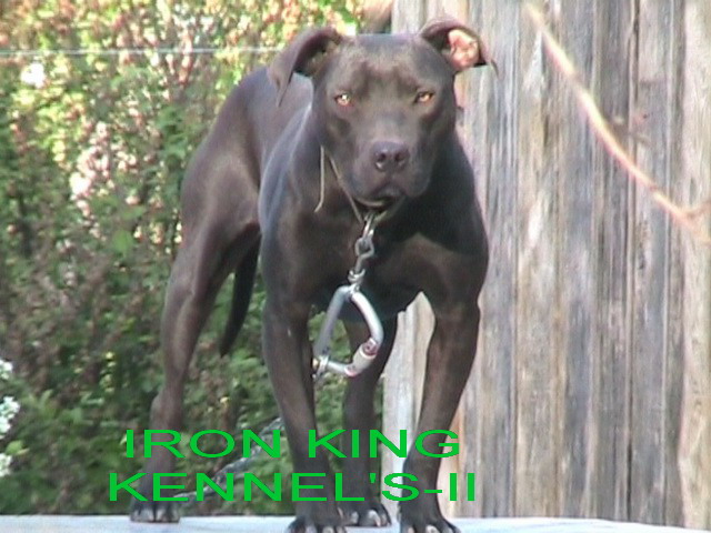 Iron deals king kennels