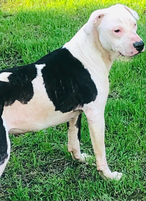 Colby best sale apbt kennels