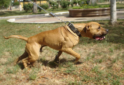pitbull pedigree online