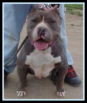 Blue gator sales pit
