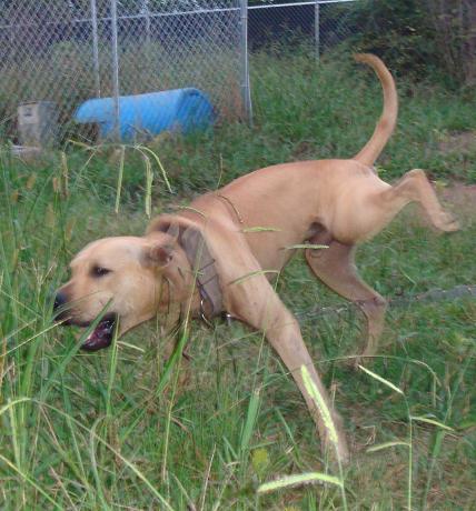 redboy jocko puppies for sale