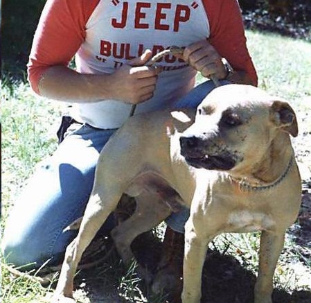 Apbt online pedigrees jeep 2025