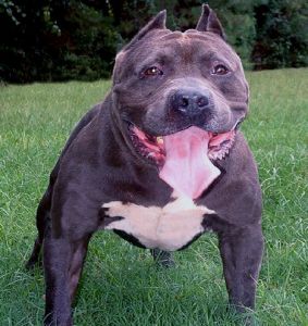 Blue rhino best sale pitbull