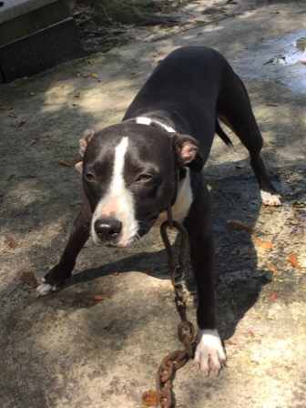 ONLINE PEDIGREES 335360 PIT BULL CITY S JUICE