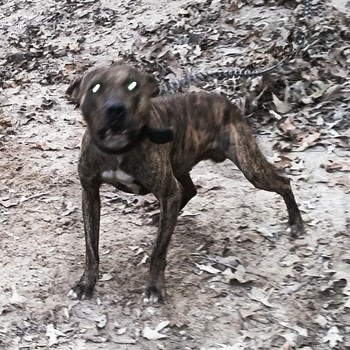 greyhound pedigrees online