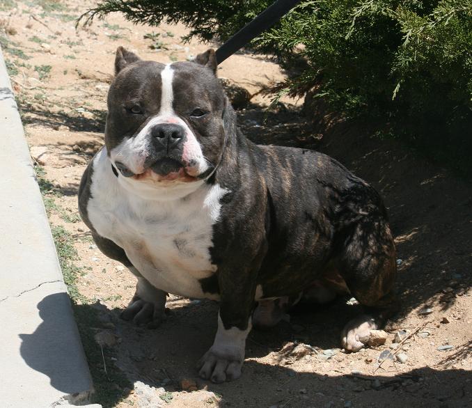 ONLINE PEDIGREES [343289] WEST COAST GOTTILINE'S ROMEO