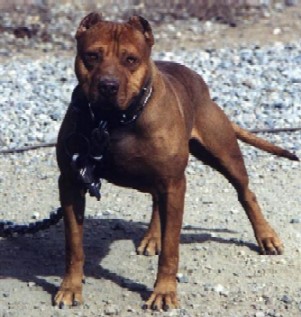 hemphill wilder pitbulls