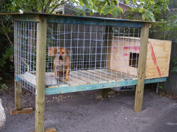 Above Ground Dog Kennels For Sale Above Ground Dog Kennels For Sale