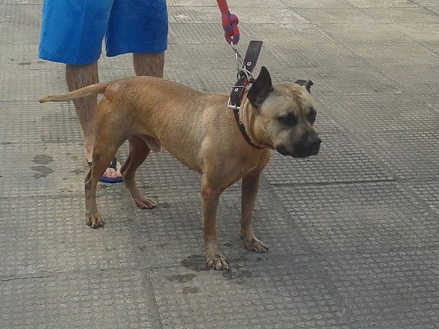 Apbt online shop pedigrees jeep