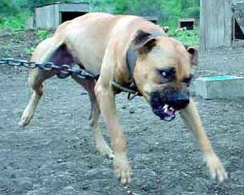 ONLINE PEDIGREES 365442 SOUTHERN KENNELS CLYDE