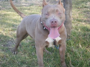 american bully blue fawn