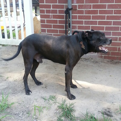 Online Pedigrees 382065 Southern Comfort Kennels John Gotti