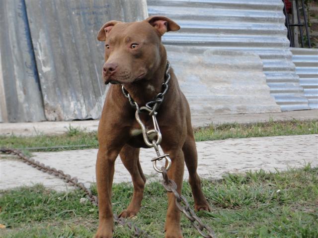 champion bloodline pitbull download champion bloodline pitbull download