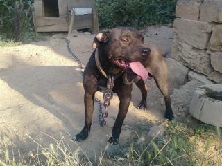 Snooty pitbull kennels cheap