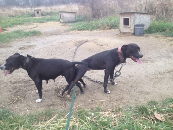 Pure jeep pitbull kennels discount
