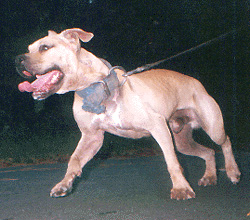 wildside pitbull