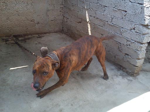 apbt online database