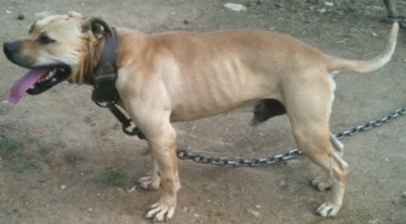 Apbt online pedigrees jeep 2025