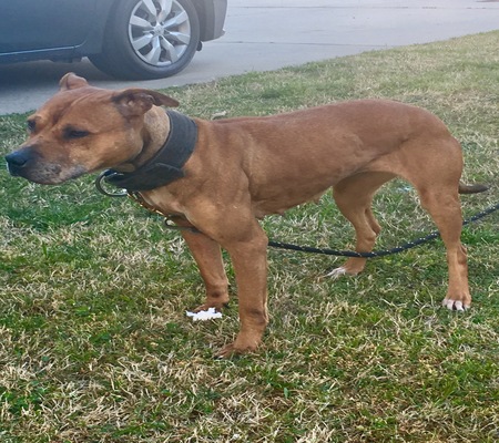 Online Pedigrees Southern Comfort Kennels Pepper 406506