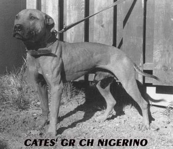 CATES' NIGERINO (5XW 