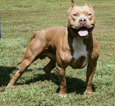 bully gang pitbulls