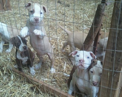 redboy jocko puppies