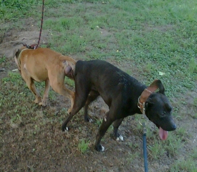 ONLINE PEDIGREES 411757 ELI JEEP REDBOY RASCAL BREEDING