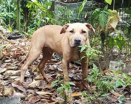 http://www.apbt.online-pedigrees.com/pictures/412466.jpg