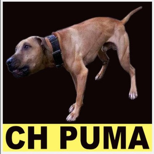 Puma online pedigree store