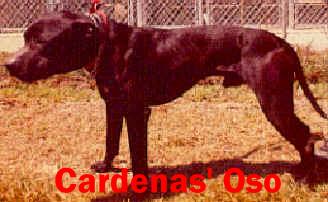 cardenas pitbulls for sale