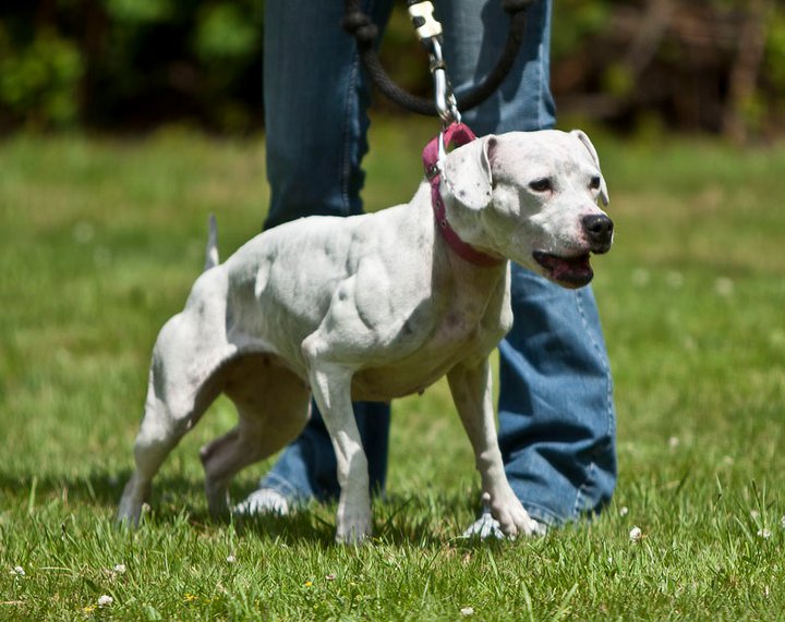 white apbt