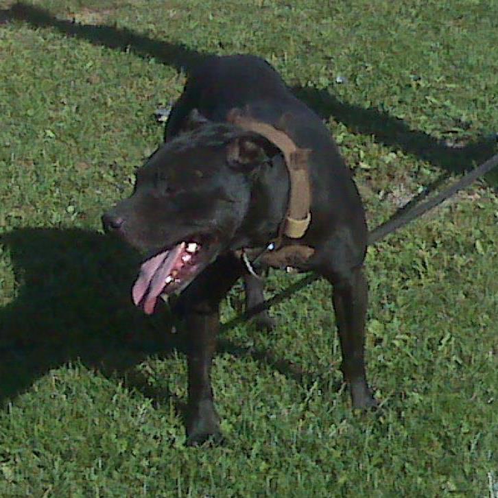 Eli pitbull hot sale kennels