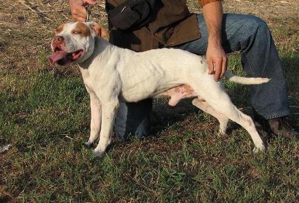 white apbt