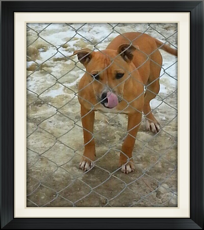 Online Pedigrees 432757 Southern Comfort Kennels Tiny