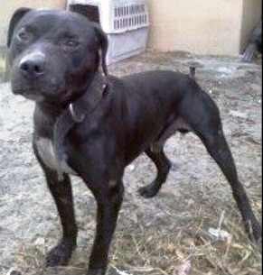 online pedigree maker rome fontanacountryinn com online pedigree maker