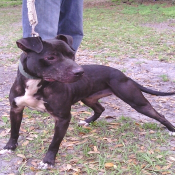 online pedigrees 433173 meet your maker kennel t bomb x online pedigree maker