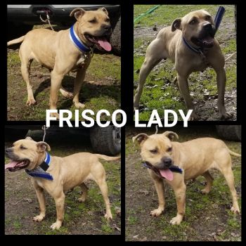 frisco apbt