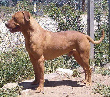 Wilder clearance pitbull kennels